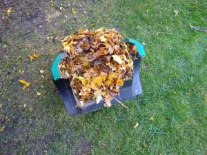 Mulched Leaves in my Qualcast Rotary Mower collection box