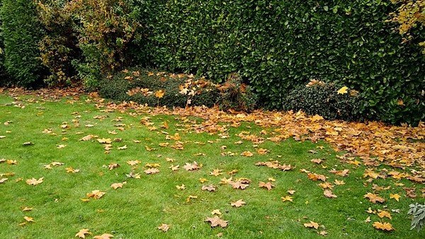 Laurel hede and assorted bushes