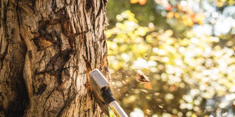 Axe Striking a tree.  Chip flying off.