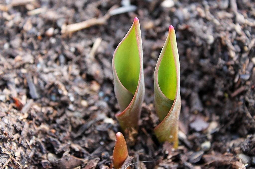 Tulip coming up through wood chip mulch