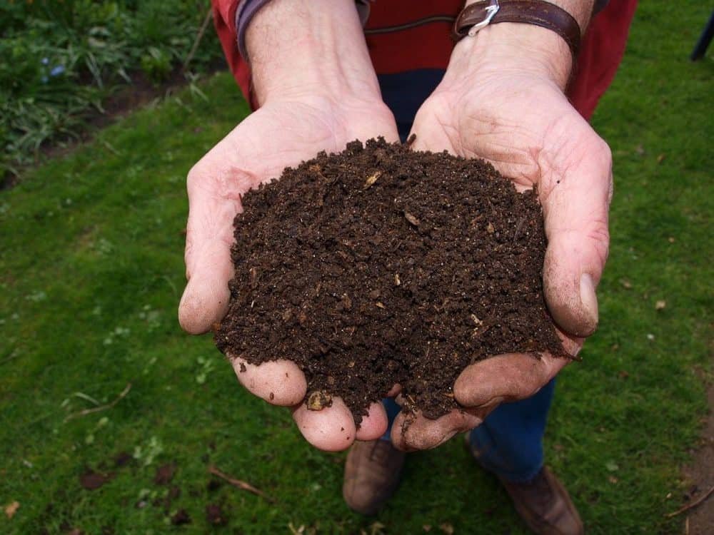 Cupped hands full of home made compost